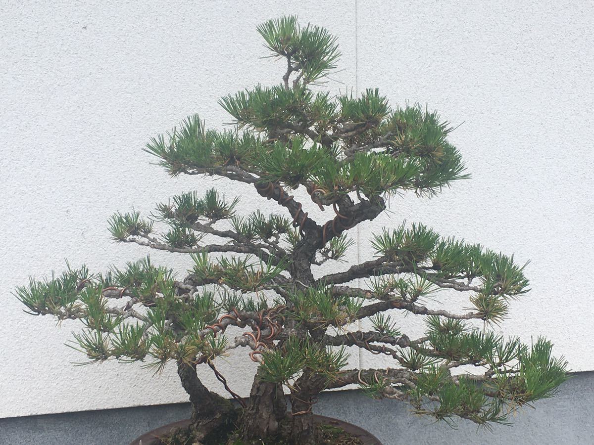 唐松　盆栽　古木 黒松 大品盆栽 古木 四幹 根繋がり 樹高約70.0cm 庭木 植木 松盆栽(松