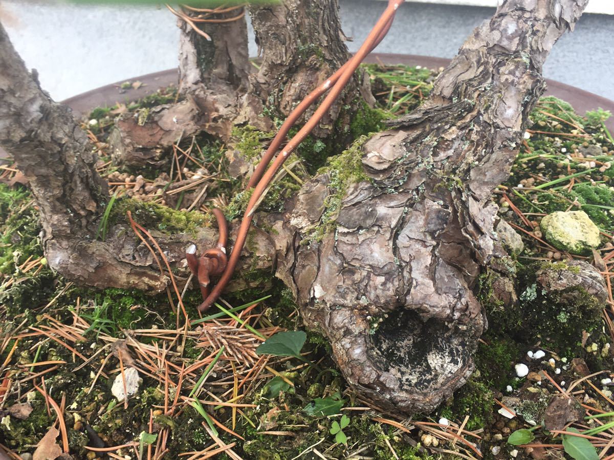 黒松 大品盆栽 古木 四幹 根繋がり 樹高約70.0cm 庭木 植木 松盆栽(松
