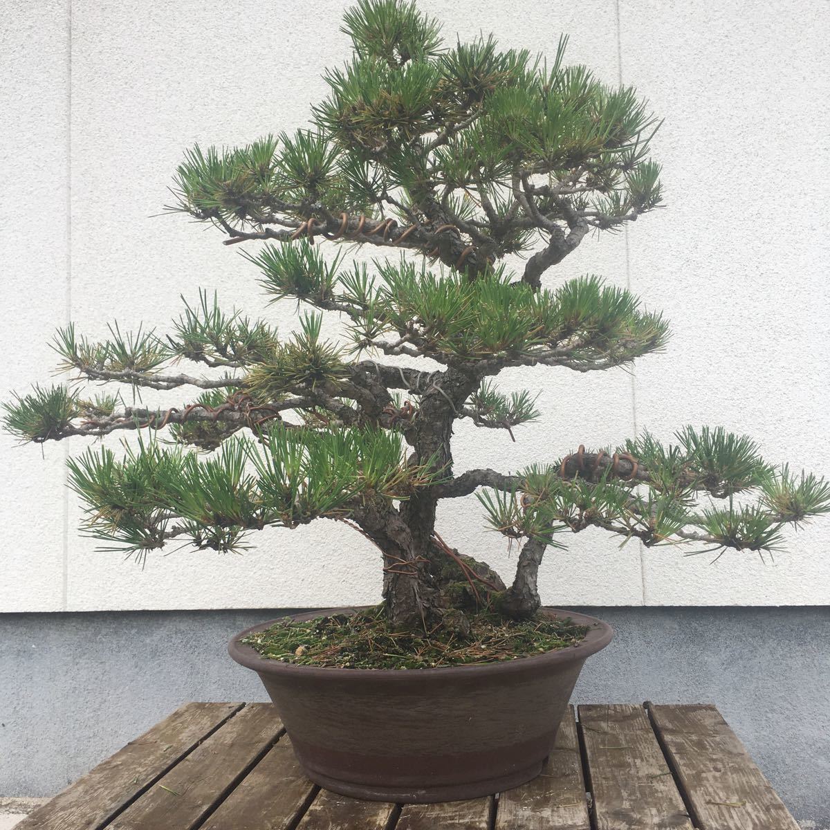 黒松 大品盆栽 古木 四幹 根繋がり 樹高約70.0cm 庭木 植木 松盆栽(松