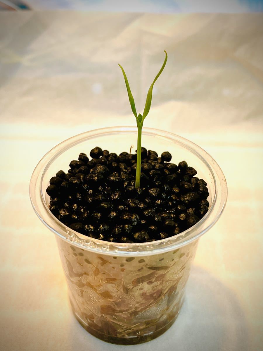 実生 No 1珍奇植物 奇想天外 Welwitschia Mirabilis 検 ホリダス エンセファラルトス アガベ コーデックス ビザールプランツ パキプス Saigio Com Vn