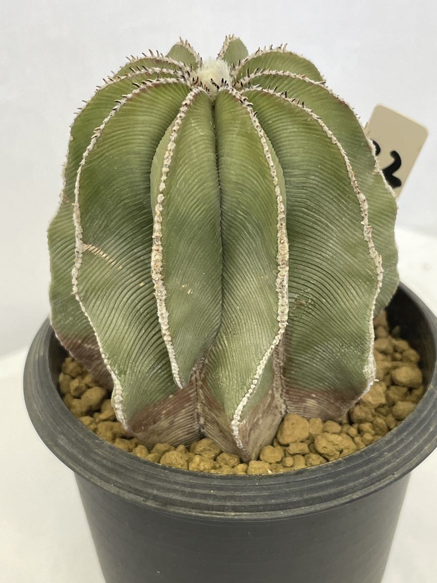在銘 盆栽鉢 植木鉢 朱泥 竹 中国 竹鳥漢詩図 S 中国宜興 約24 紫泥