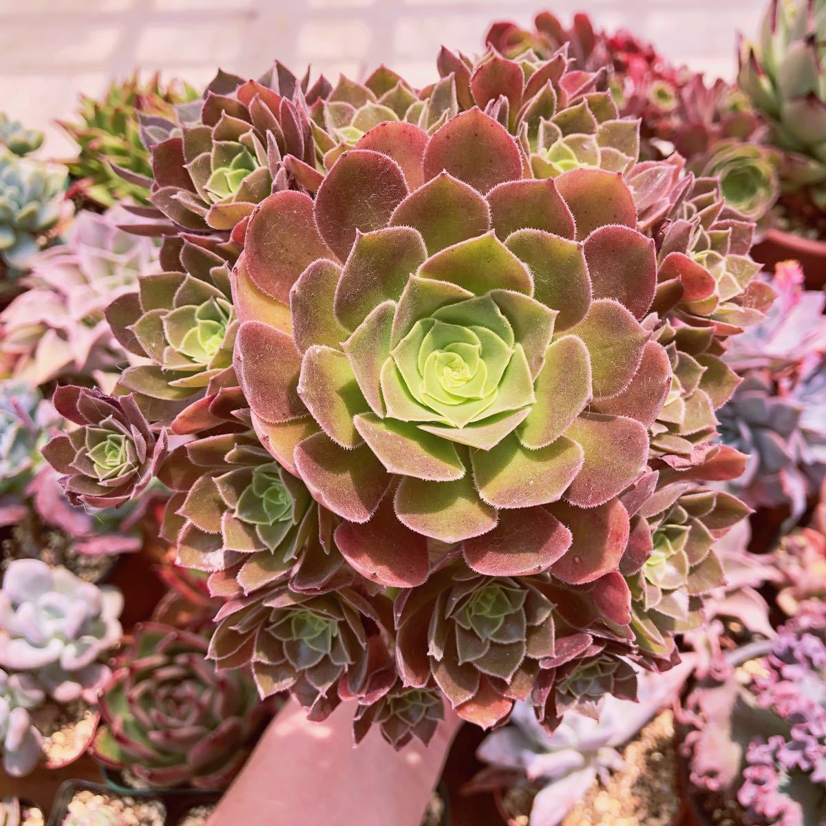 9d 多肉植物 ハオルチア 映画玉扇錦 自家繁殖 鉢植え発送 9d 多肉植物