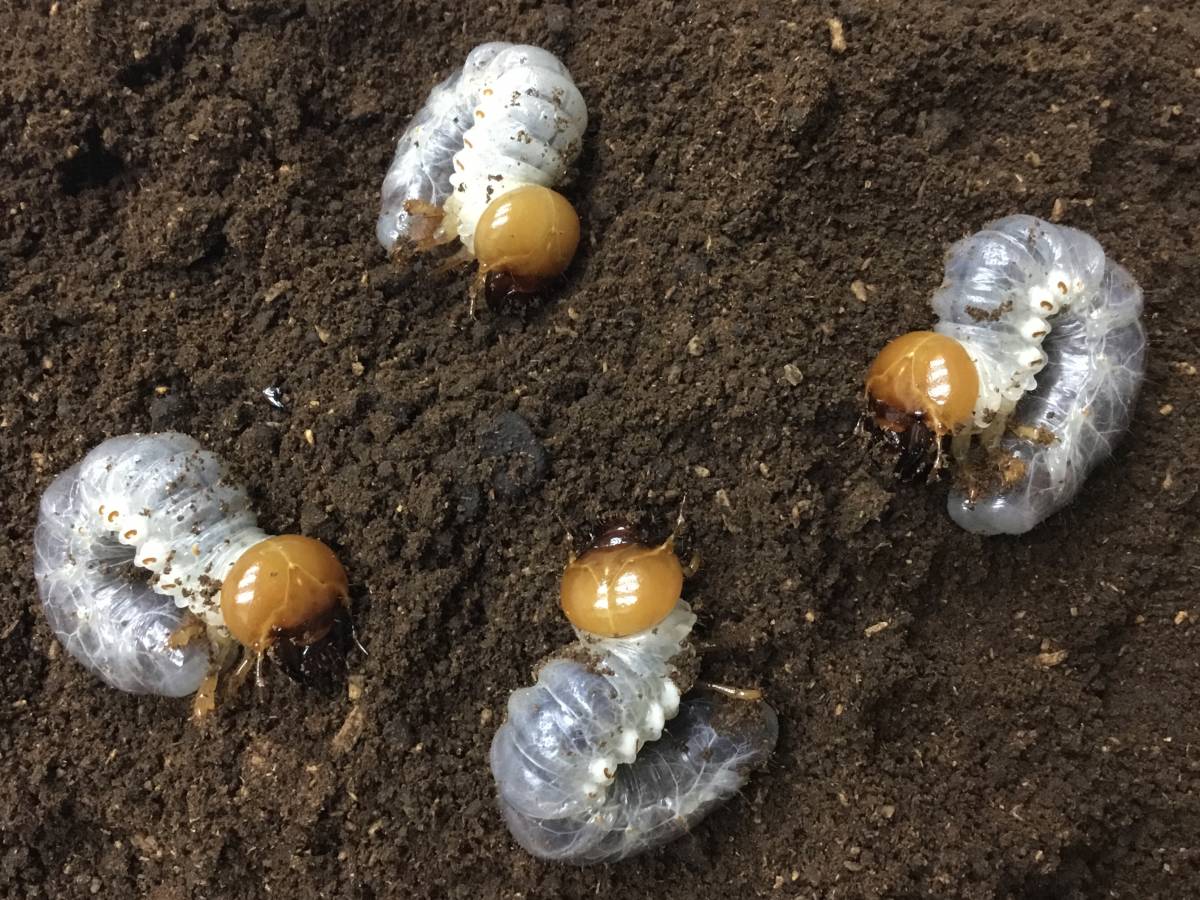 石垣チャイロマルバネペア | ヤマダウェブコム