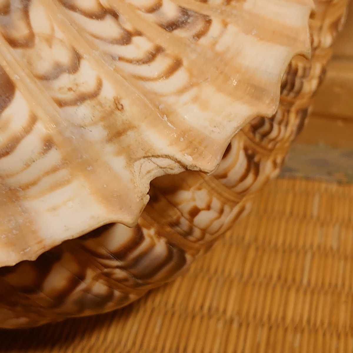 法螺貝 超特大 42cm 超重量級 約1.1kg 笛 ホラガイ ホラ貝 ほら貝 法螺貝 ホラガイ ほら貝 超特大 ホラ貝 42cm 超重量級 約1.9kg 笛 |