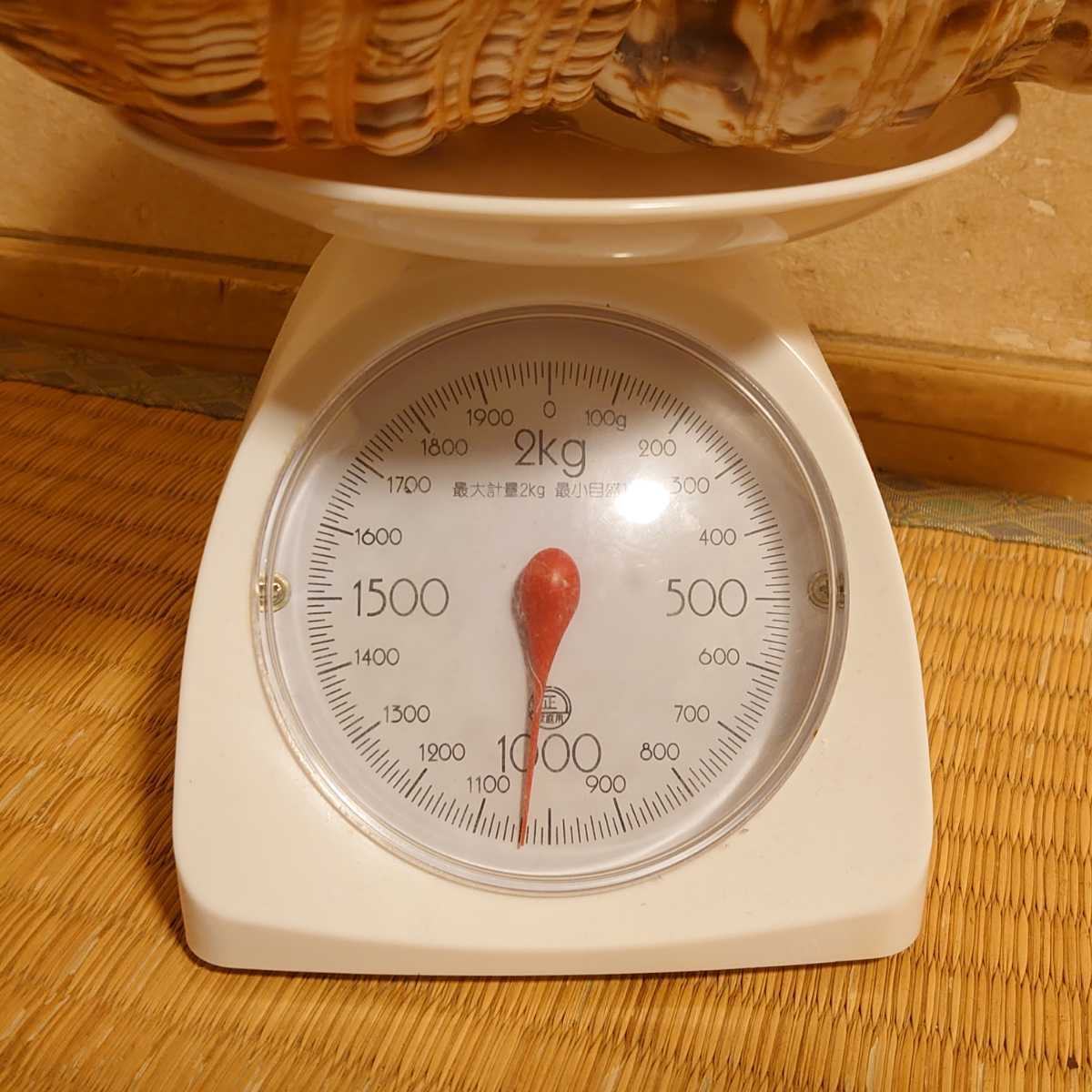 法螺貝 ホラガイ ほら貝 超特大 ホラ貝 42cm 超重量級 約1.9kg 笛 |