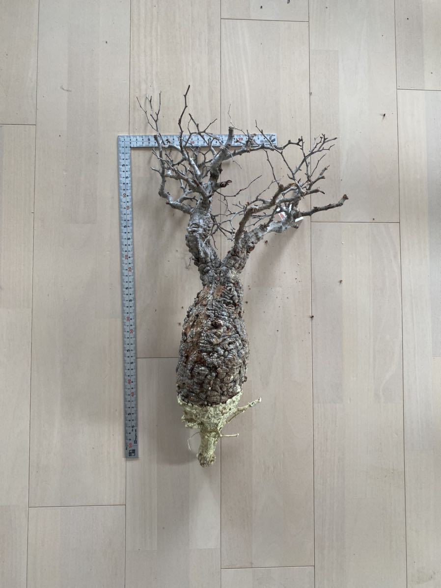 オペルクリカリア パキプス コーデックス 塊根植物 マダガスカル NO.8