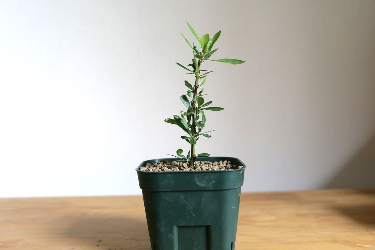 2種セット フォークイエリア プルプシー ファシクラータ あいのこ 挿木 検 コーデックス 塊根植物 グラキリス パキプス