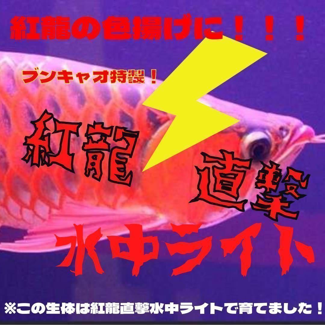 ブンキャオ特製！ 紅龍直撃水中ライト！172センチ