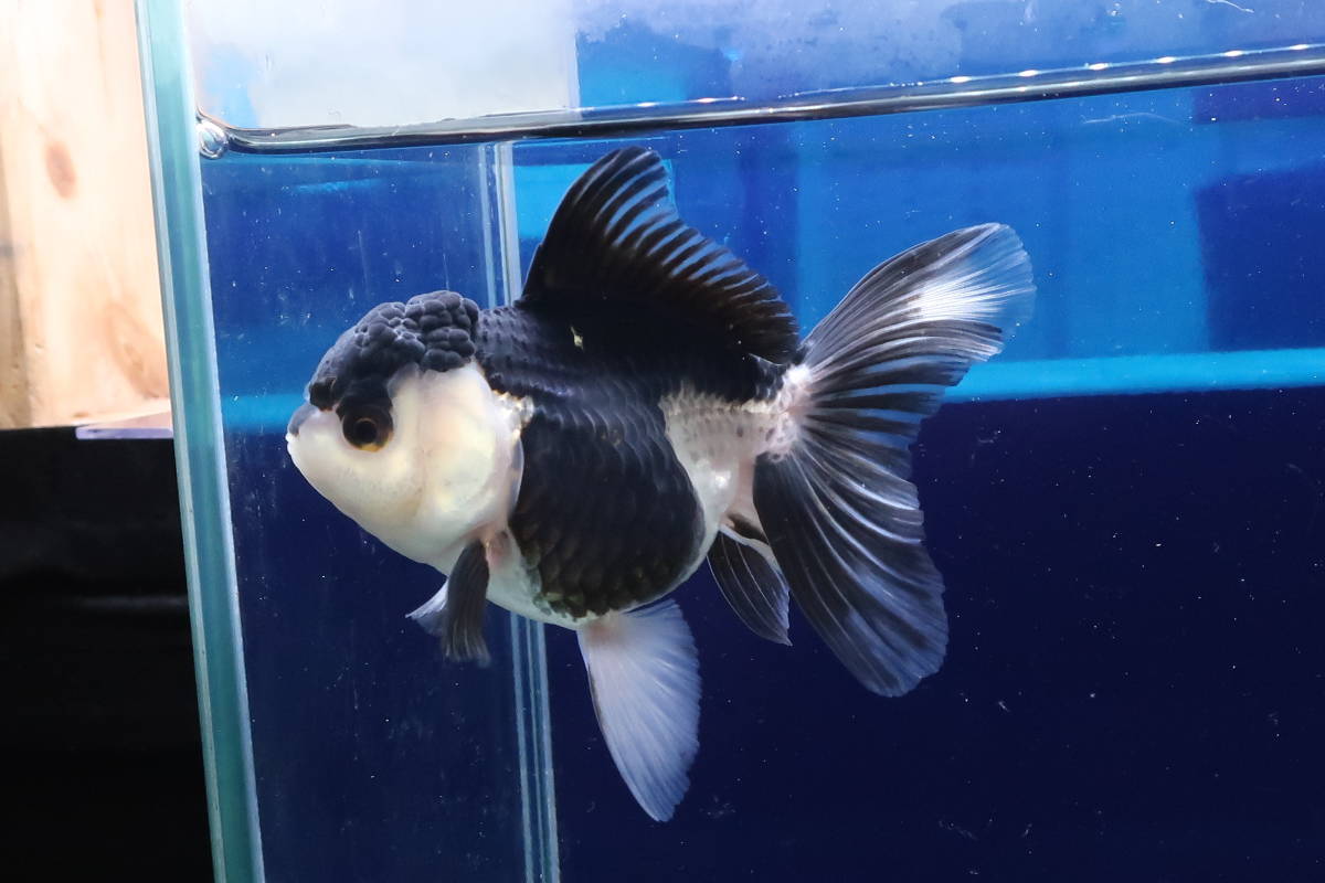 61＜water-flap＞タイ産 オランダシシガシラ パンダ ハーフムーン
