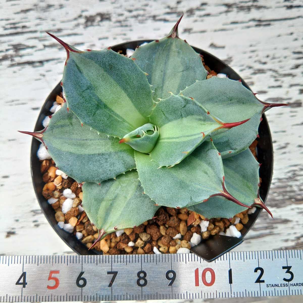 アガベ パリー ホーチエンシス（吉祥天錦）YA-69 Agave parryi var