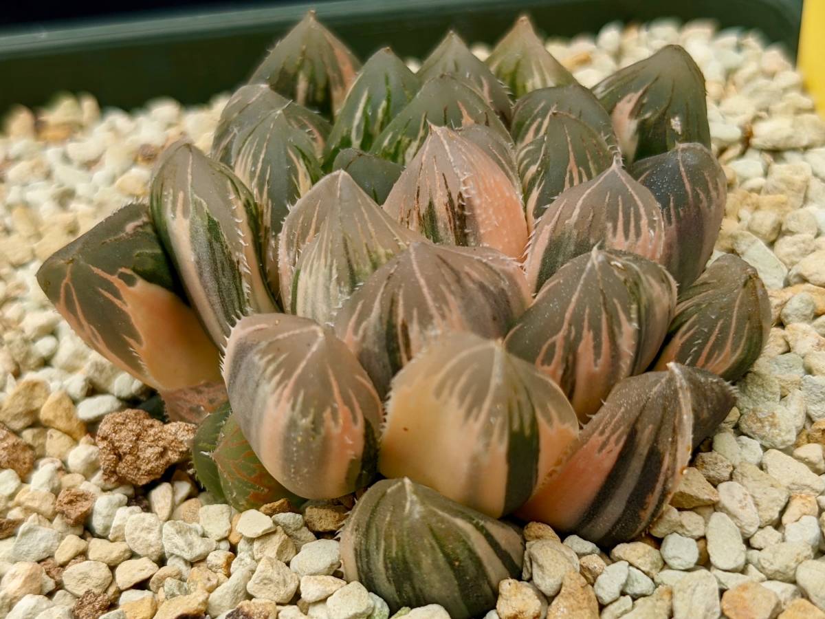 59a 多肉植物 ハオルチア 紅玉オブツーサ錦糊斑 自家繁殖 鉢植え