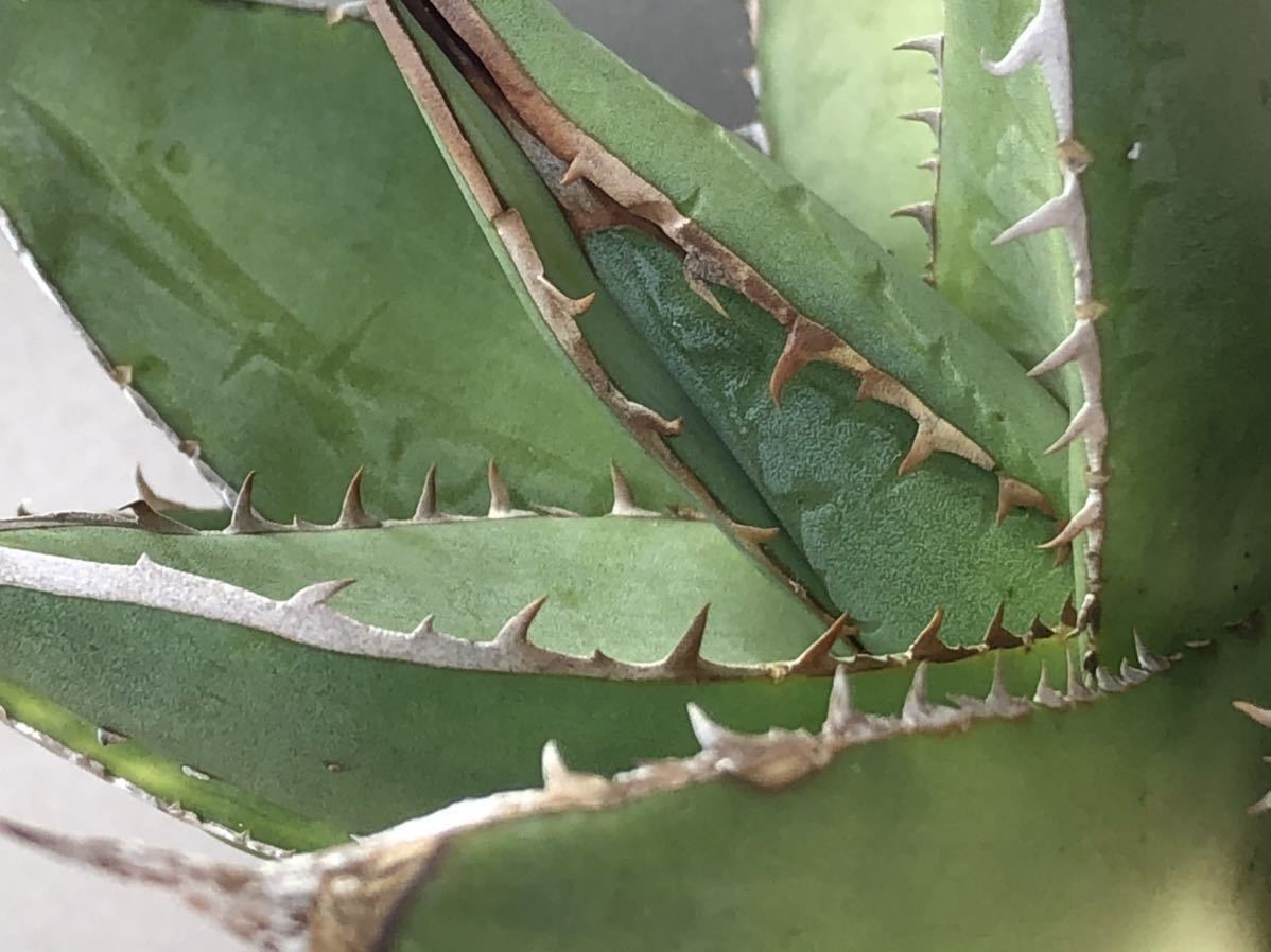 アガベ-パープソラム・ワイルド/強棘・裏棘・肉厚・地採り】多肉植物  