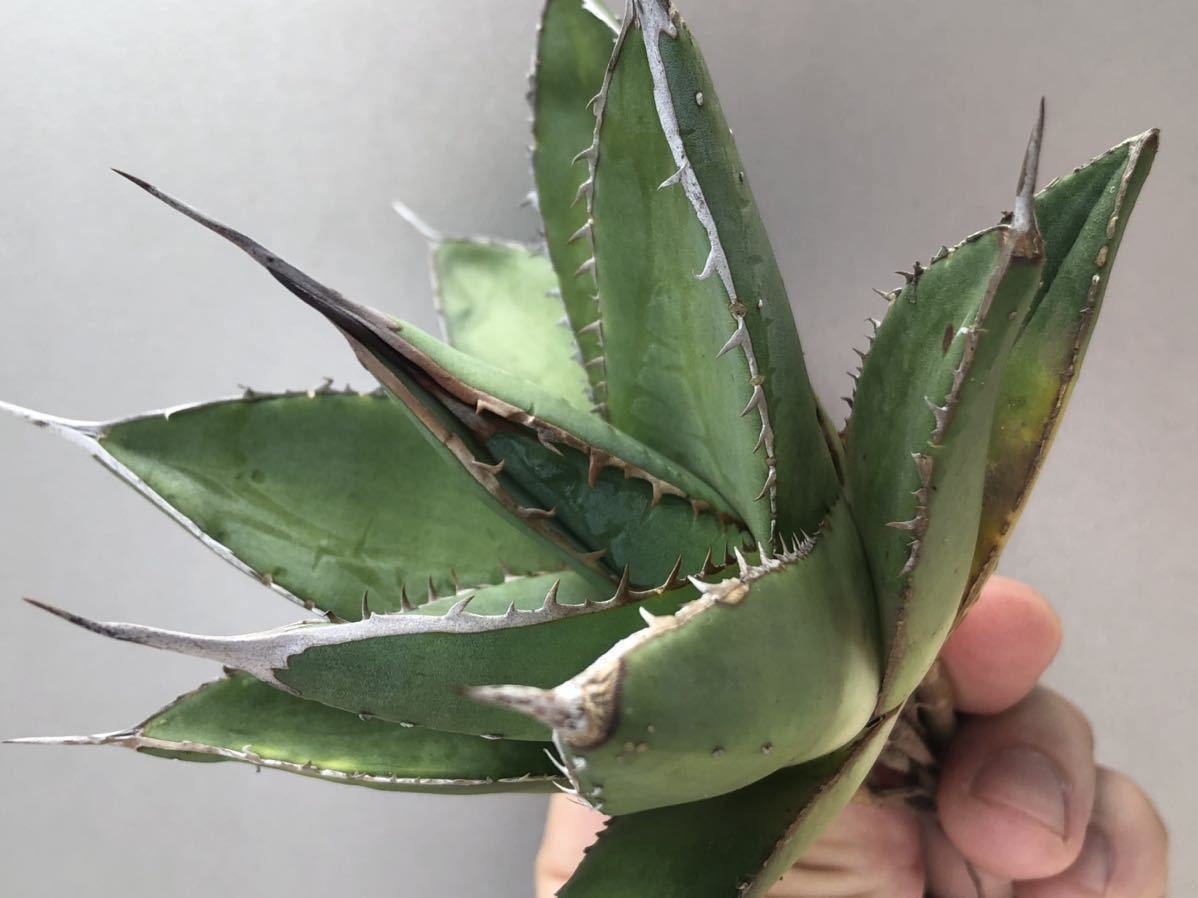 アガベ-パープソラム・ワイルド/強棘・裏棘・肉厚・地採り】多肉植物  