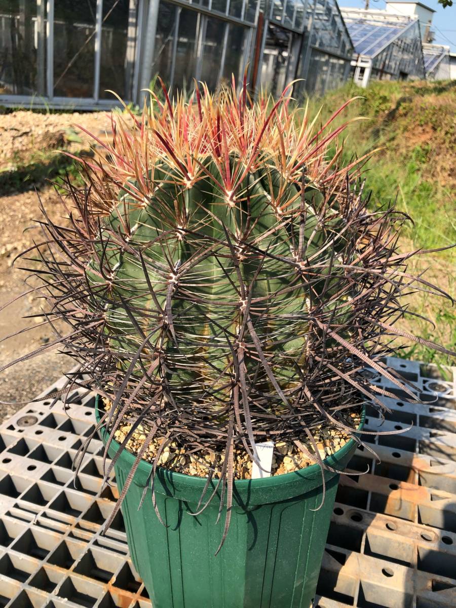 Ferocactus Sp フェロカクタス 原産地メキシコ 大サイズ 希少古株 サボテン 多肉植物 4 50年もの Www Theivyspa Com Ferocactus Sp フェロカクタス 原産地メキシコ 大サイズ 希少古株 サボテン 多肉植物 4 50年もの Www Theivyspa Com
