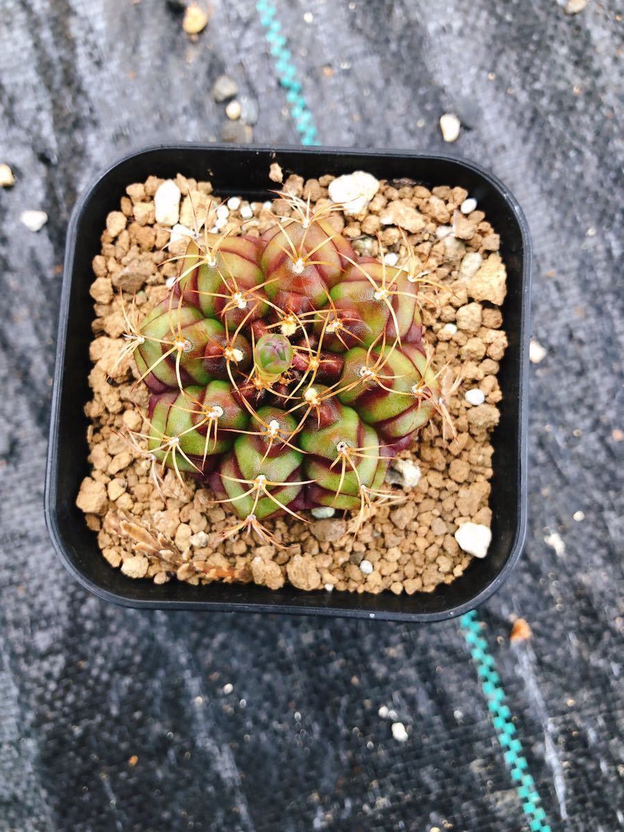 ボスウェリア アメーロ Boswellia ameero - ボスウェリア(Boswellia
