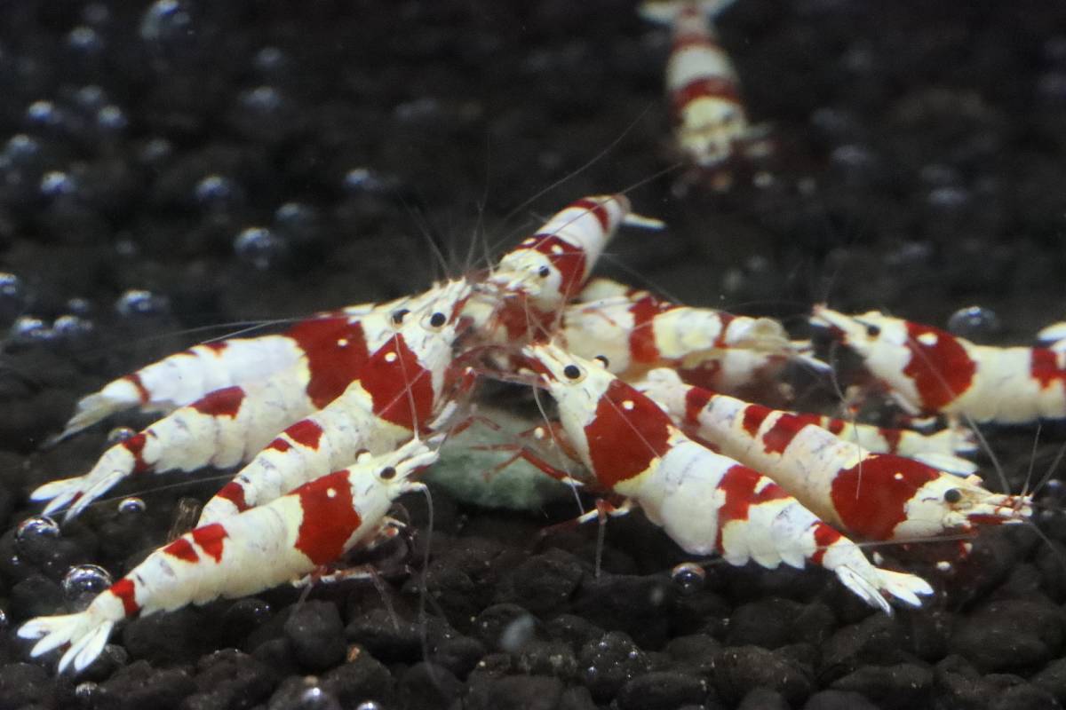 RED FARM】特選 ☆彡 Red bee shrimp 25P（抱卵個体7匹含）＊ 即決