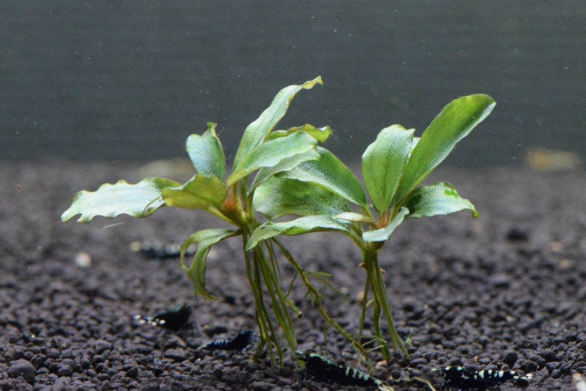 Tb便 ブセファランドラsp Kayu Lapis 3 2株 カユラピス3 水草 売買されたオークション情報 Yahooの商品情報をアーカイブ公開 オークファン Aucfan Com