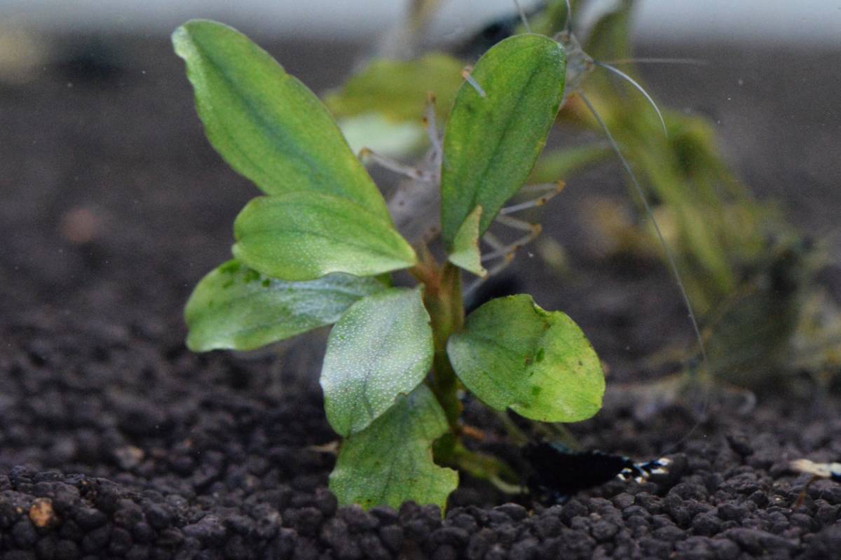 Tb便 ブセファランドラsp Kayu Lapis 3 2株 カユラピス3 水草 売買されたオークション情報 Yahooの商品情報をアーカイブ公開 オークファン Aucfan Com