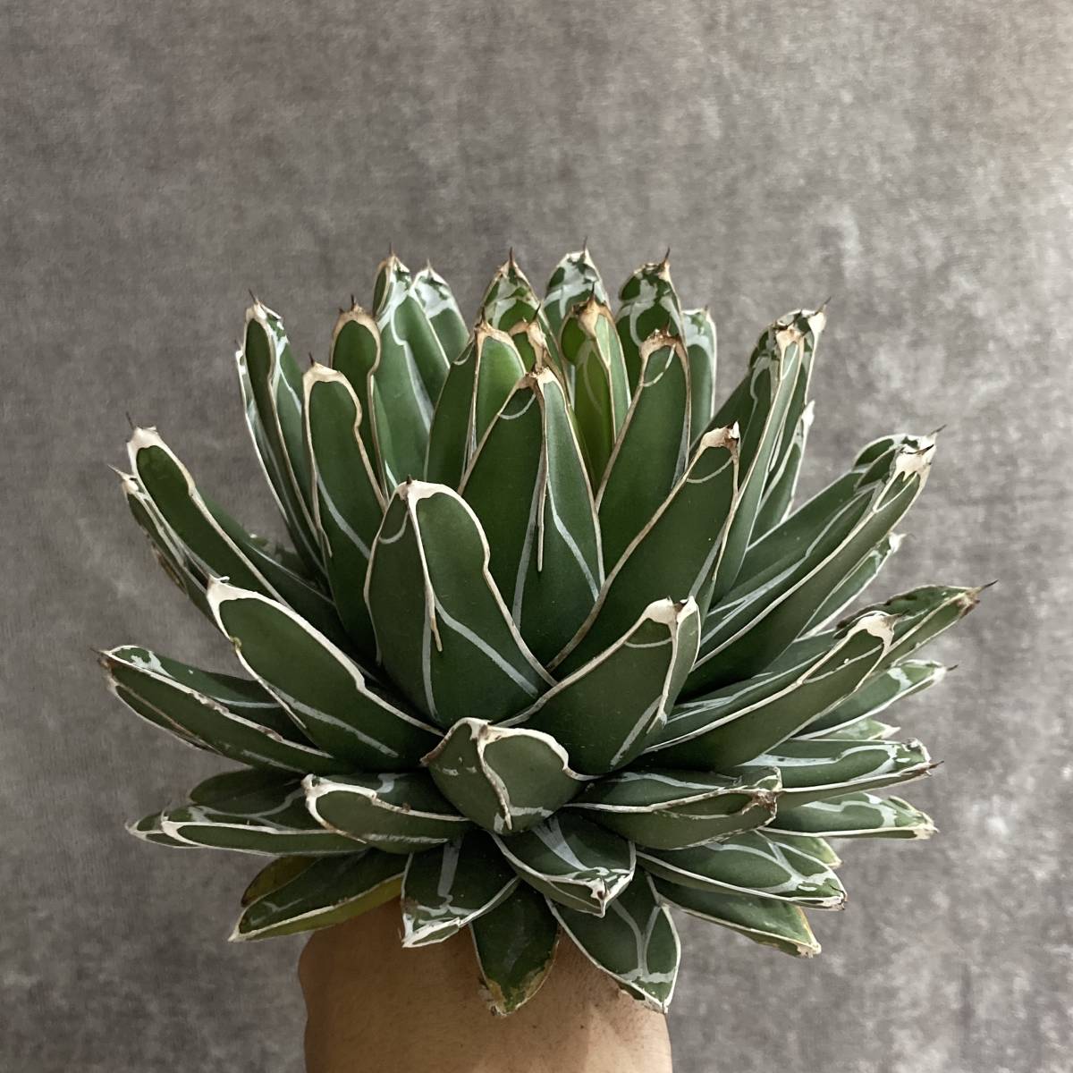 78-13 アガベ 多肉植物 笹の雪 極上株 濃白株 7年株 18.5CM 【公式通販】