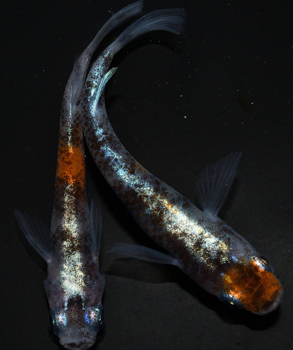 若魚 メダカ 紅花魁 5匹 種親クラス | ネプチューンダルマ A24 丸長 