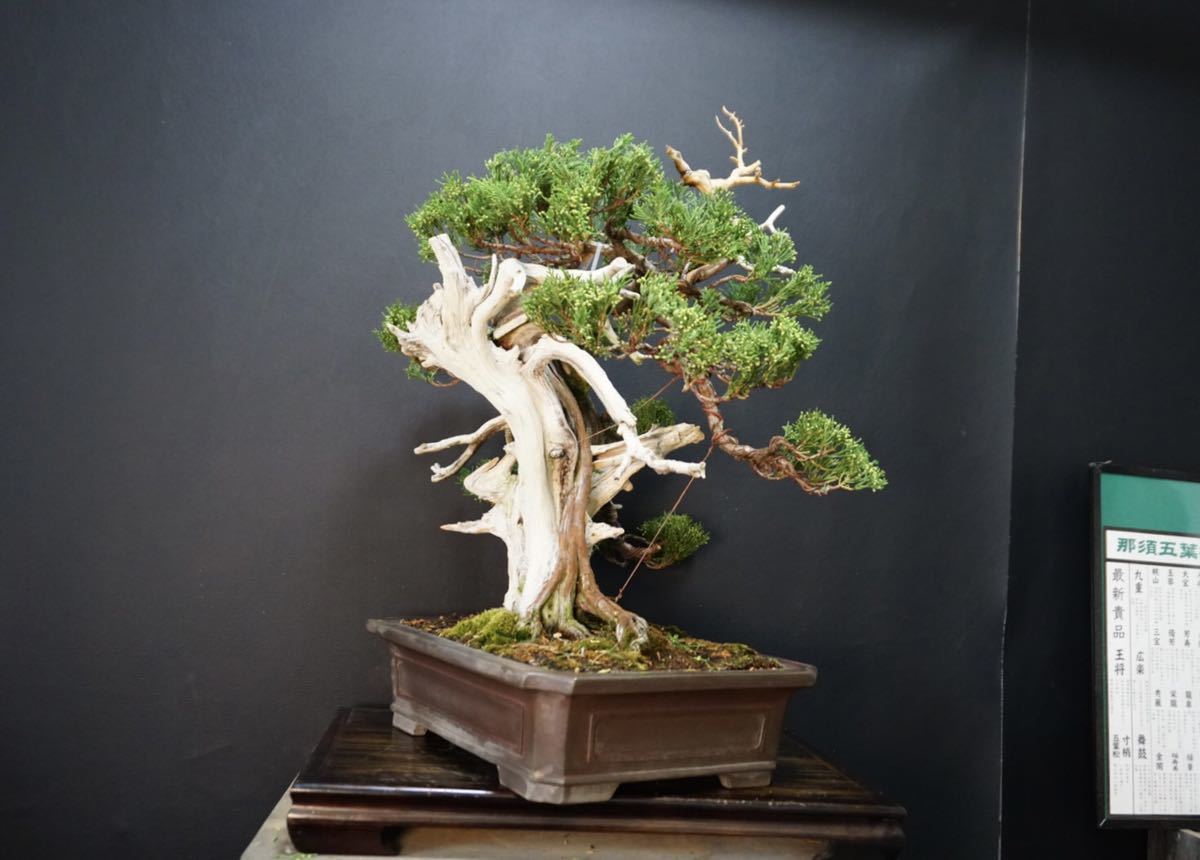 必見！糸魚川真柏、じん、しやり入り。｜植物/観葉植物 