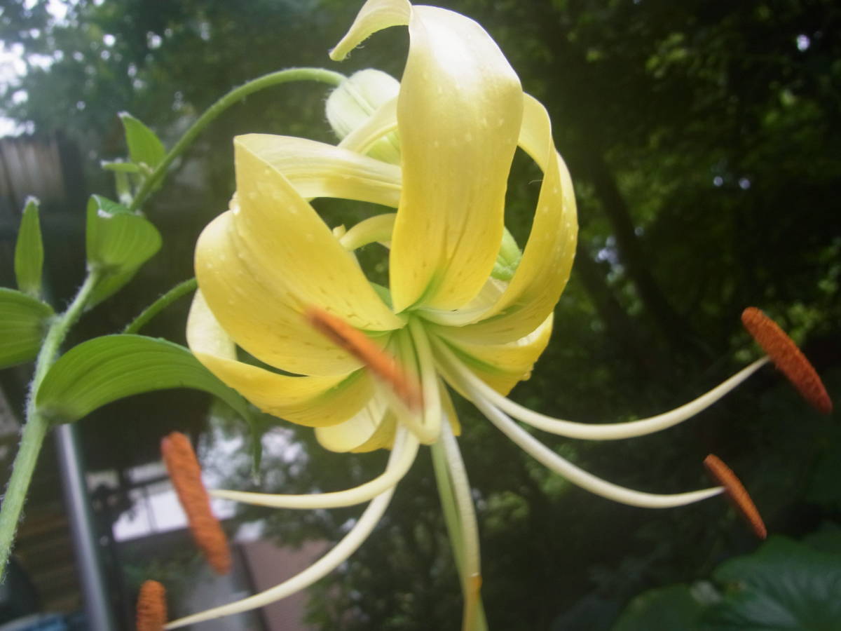 ユリ オニユリ ヤマユリ カノコユリ 黄金鬼百合無斑点花 ムカゴ その他 売買されたオークション情報 Yahooの商品情報をアーカイブ公開 オークファン Aucfan Com