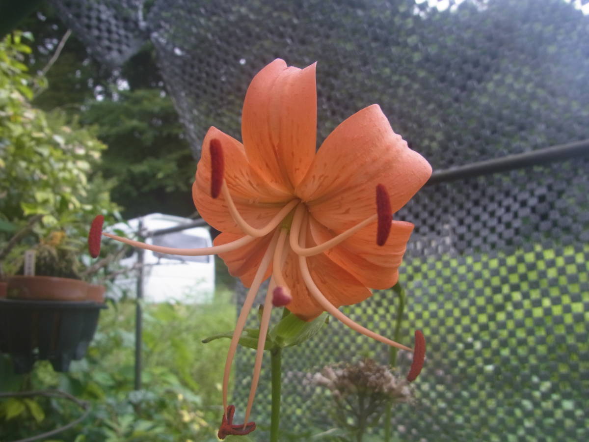 ユリ オニユリ ヤマユリ カノコユリ 黄金鬼百合無斑点花 ムカゴ その他 売買されたオークション情報 Yahooの商品情報をアーカイブ公開 オークファン Aucfan Com