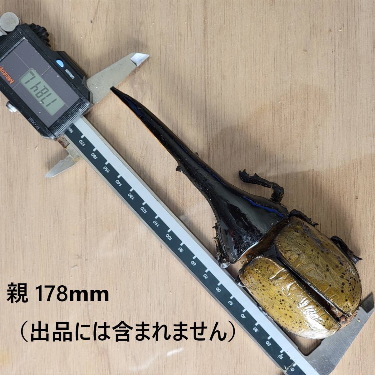 グアドループ産 156.3ミリ 飼育 標本ヘラクレスオオカブトムシ