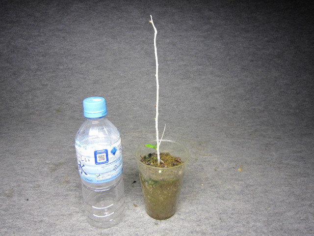 sp PV2597 コミフォラ sp. Commiphora - 0 発根済み PV2597⁄Commiphora