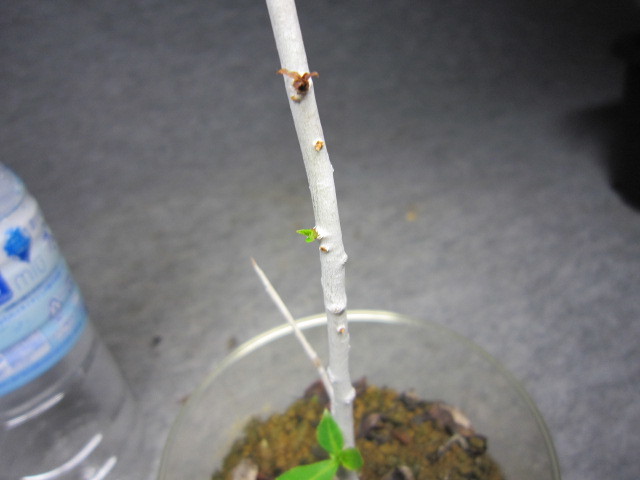 sp PV2597 コミフォラ sp. Commiphora - 0 発根済み PV2597⁄Commiphora