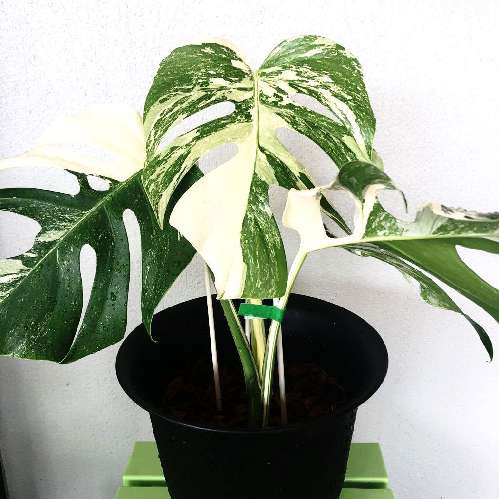 モンステラ デリシオーサ スターライト トップカット モンステラの