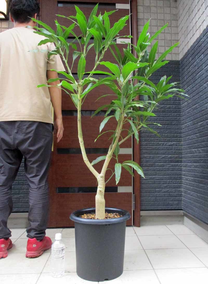 マンゴー苗 【現品】マンゴーの苗木 マハチャノック 10号 マンゴーの木