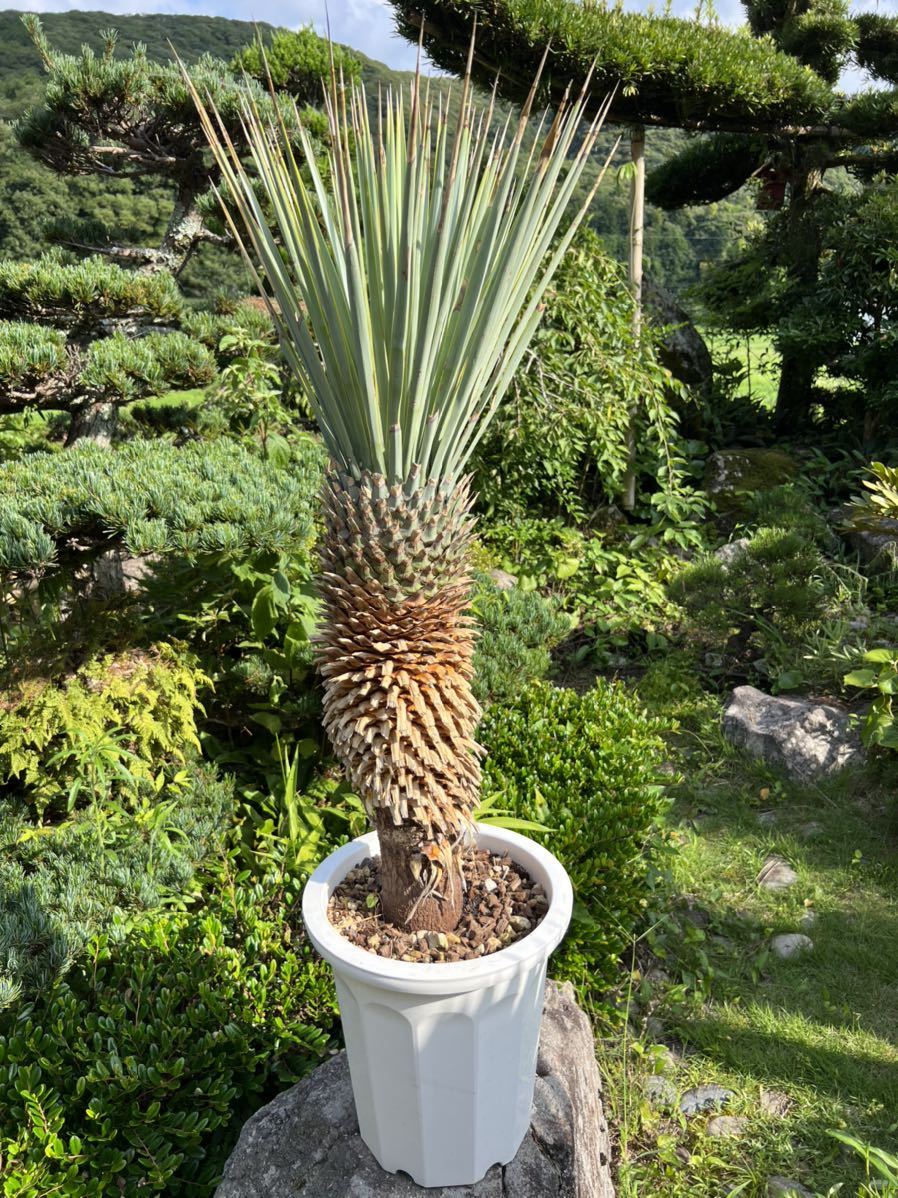 ユッカ リギダ yucca rigida ユッカ リギダ 斑入り 限定発売ユッカ