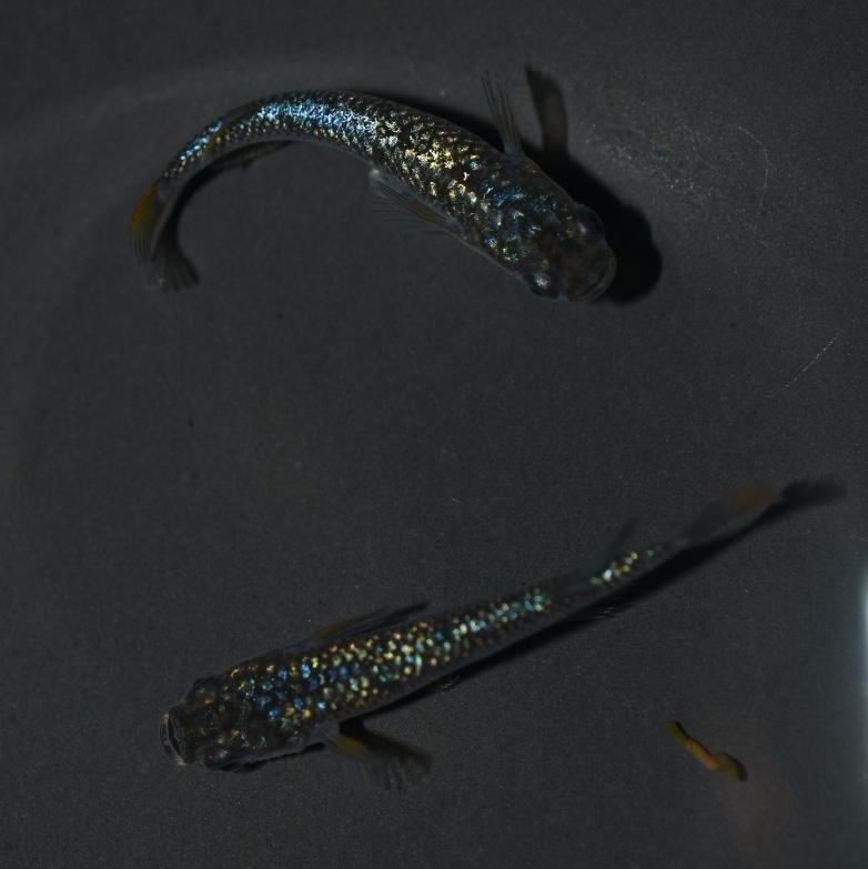 令和黒ラメサファイア　1ペア　G１９