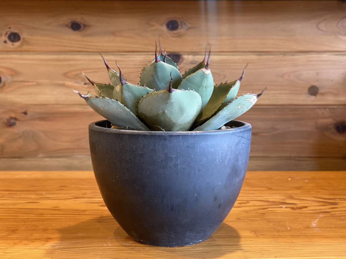 パリートランカータ Agave parryi var. truncata】アガベパリートランカータ アガベ パリー