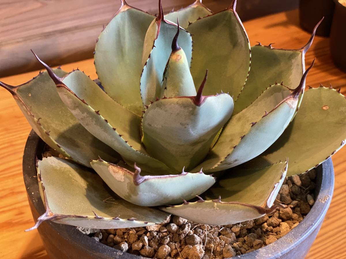 パリートランカータ Agave parryi var. truncata】アガベパリートランカータ アガベ パリー
