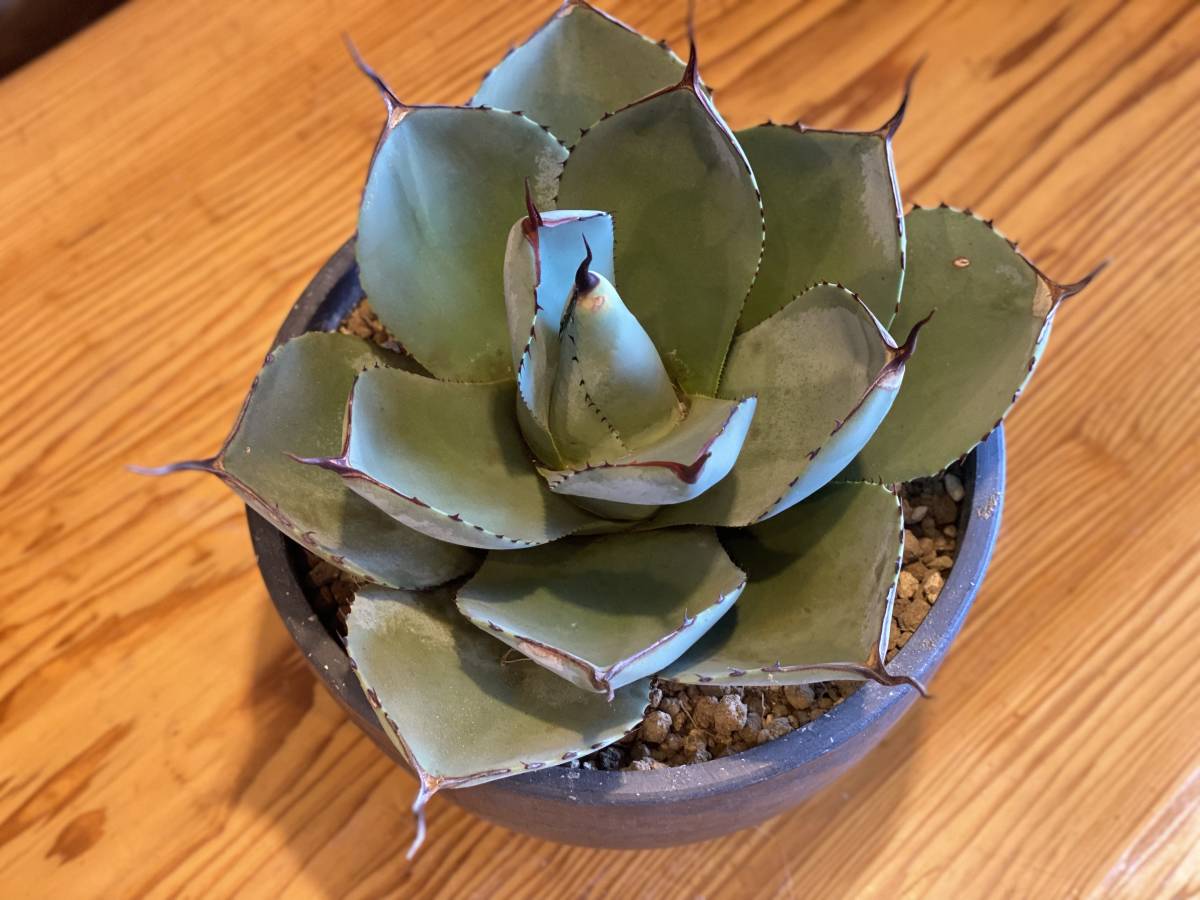 Agave parryi var. truncata】アガベパリートランカータ アガベ パリー