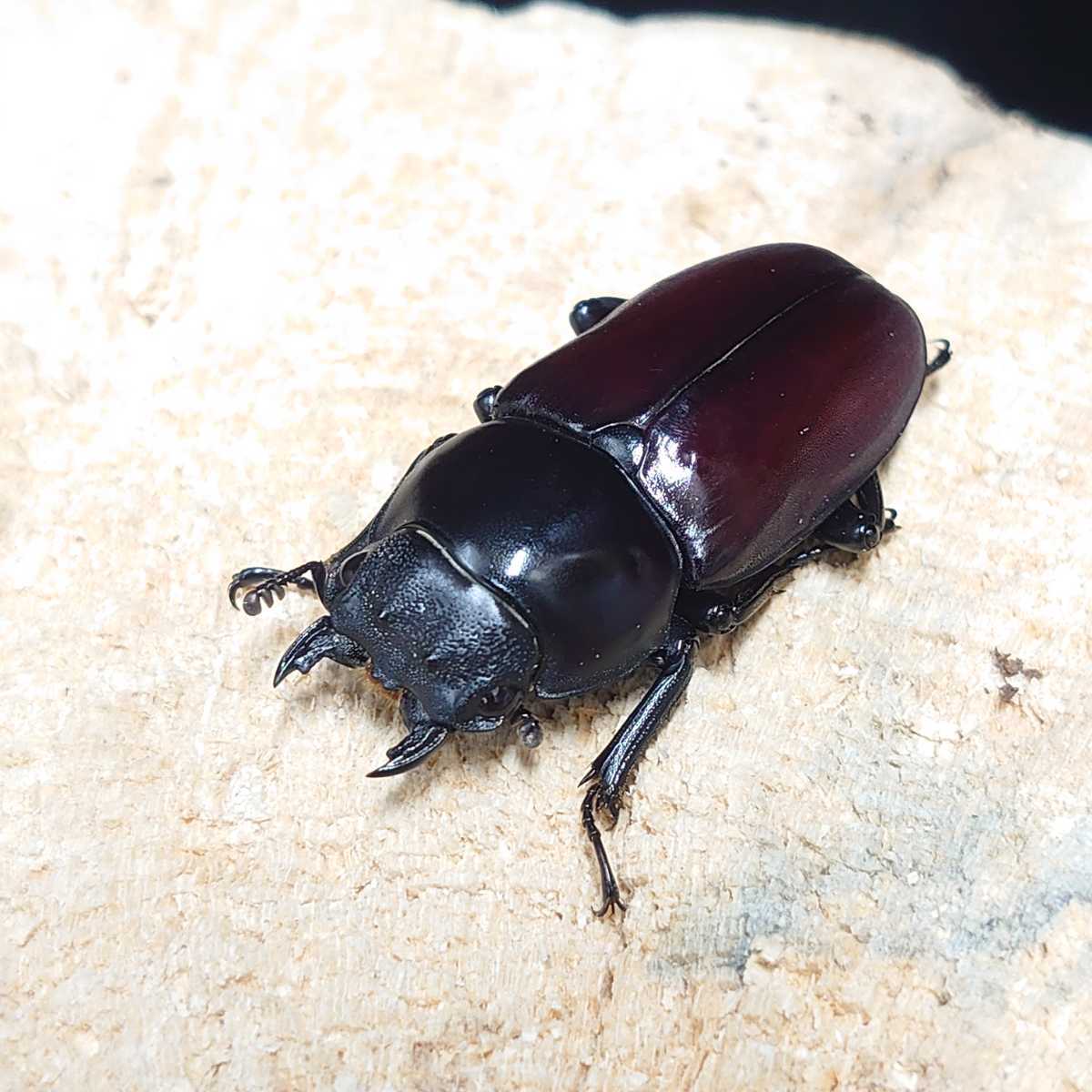 ⁄ shop Beetle X Posts (@yspxjr) 桜 ピカール血統 ニジイロクワガタ 