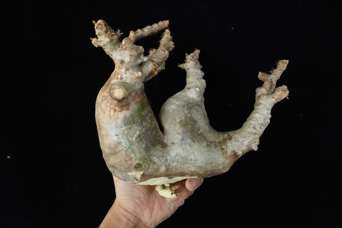 24□□Pachypodium Gracilius□□パキポディウム グラキリス#現地球#Y