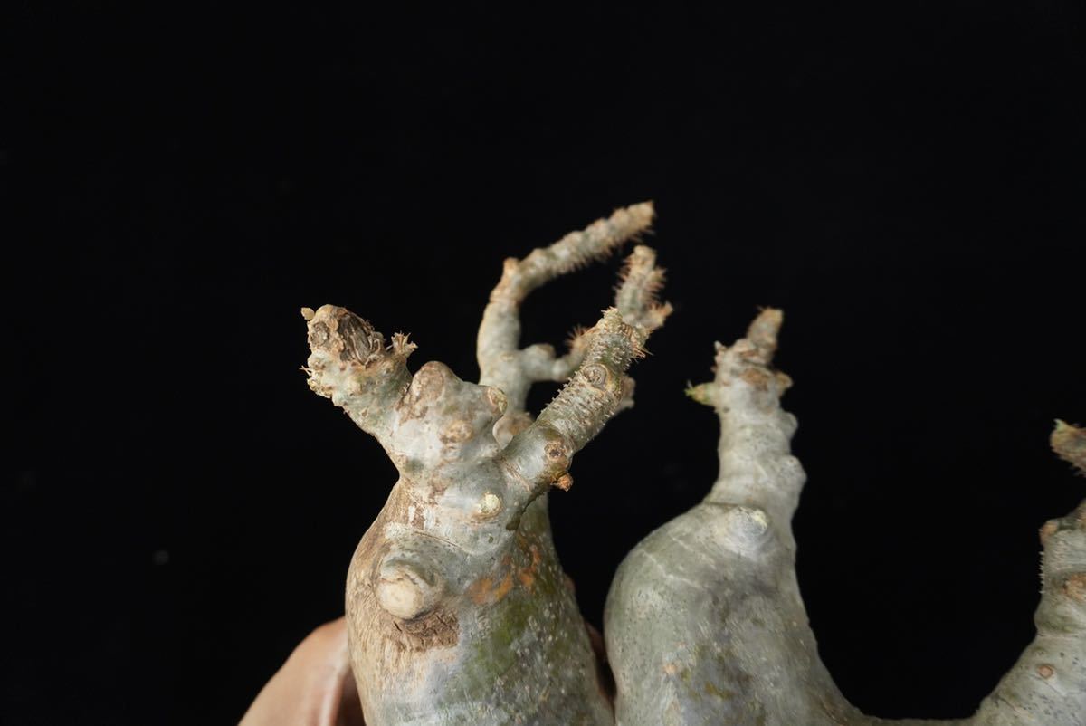 24□□Pachypodium Gracilius□□パキポディウム グラキリス#現地球#Y