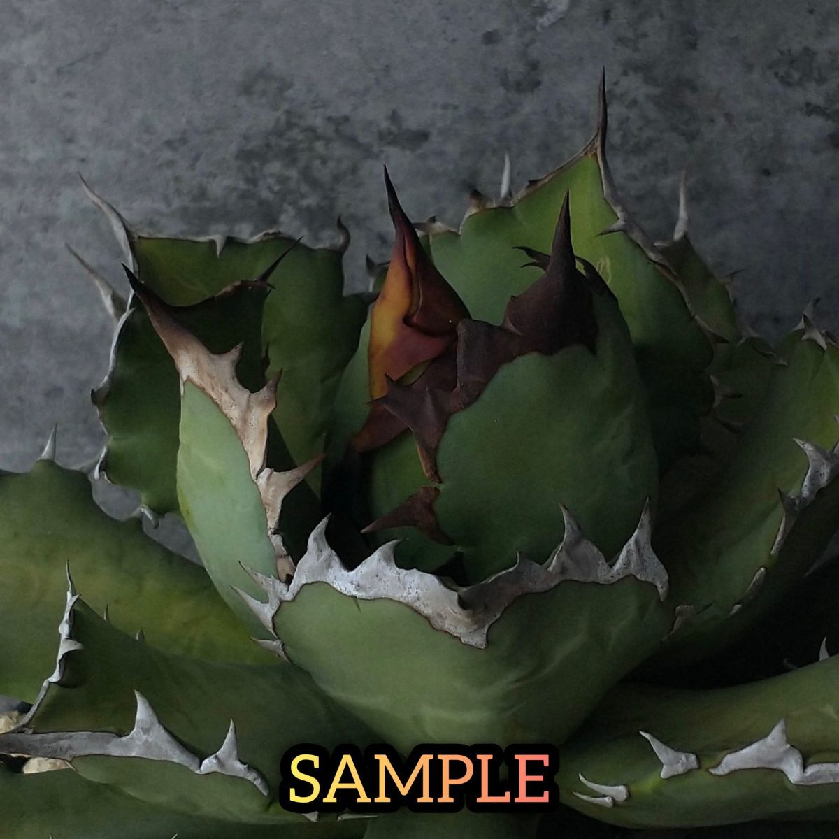 agave-isthmensis-kabutogani-v0-xoga76z07n4h1