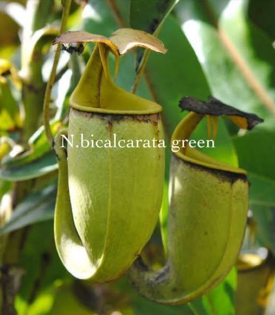 Nepenthes hybrid ウツボカズラ 公式ECサイト