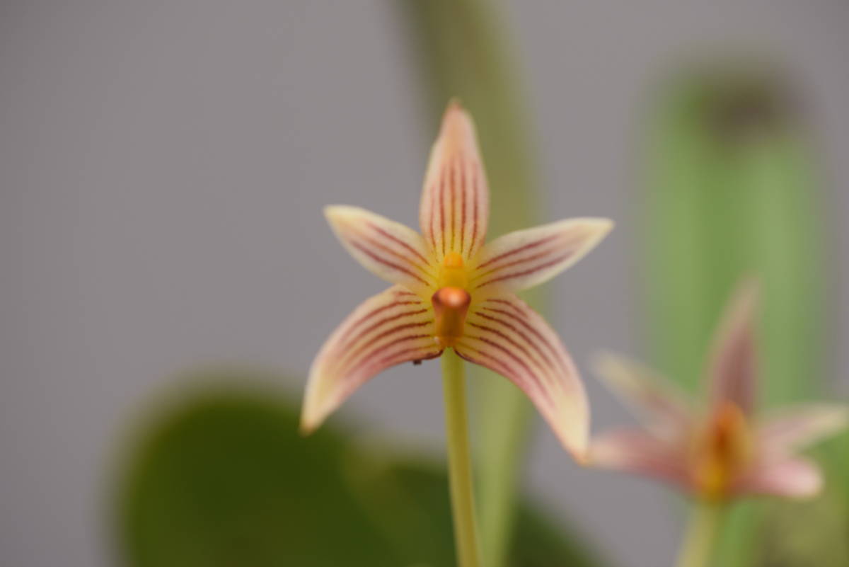 着生蘭 クスクスラン Bulbophyllum affine 花付 山野草 着生ラン 野生 