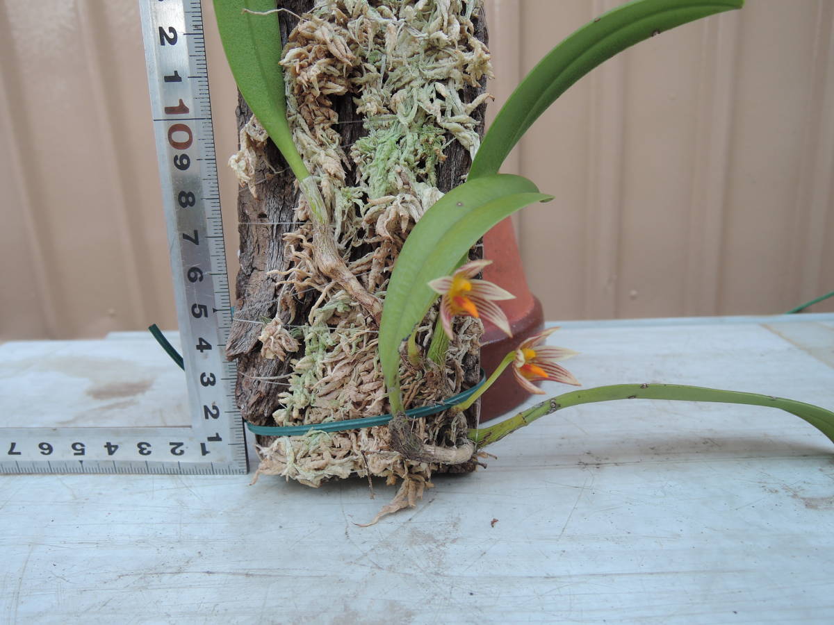 着生蘭 クスクスラン Bulbophyllum affine 花付 山野草 着生ラン 着生蘭 クスクスラン Bulbophyllum affine 花付 山野草 着生ラン