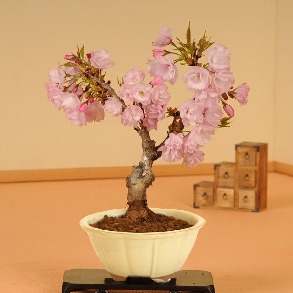 桜盆栽の値段と価格推移は 42件の売買情報を集計した桜盆栽の価格や価値の推移データを公開