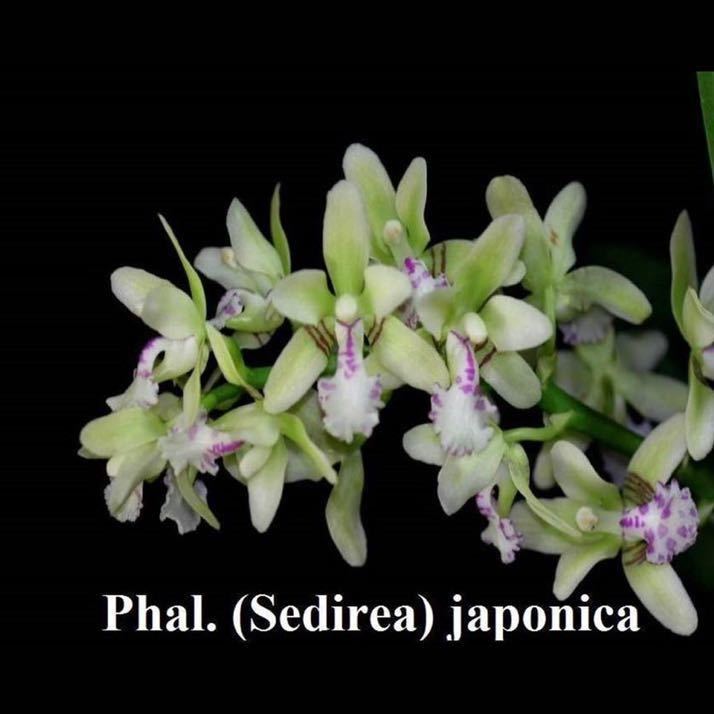 japonica Sedirea - Phalaenopsis Orchid Alliance: (Sedirea) | Andy's Orchids' care Travaldo's culture Complete blog Beginners.