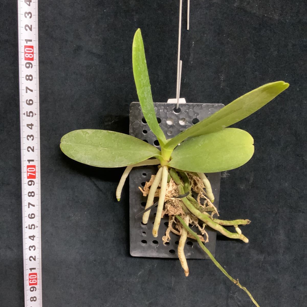 japonica Sedirea - Phalaenopsis Orchid Alliance: (Sedirea) | Andy's Orchids' care Travaldo's culture Complete blog Beginners.