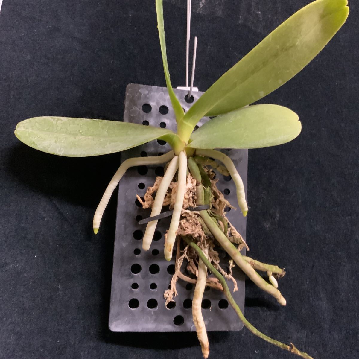 japonica Sedirea - Phalaenopsis Orchid Alliance: (Sedirea) | Andy's Orchids' care Travaldo's culture Complete blog Beginners.