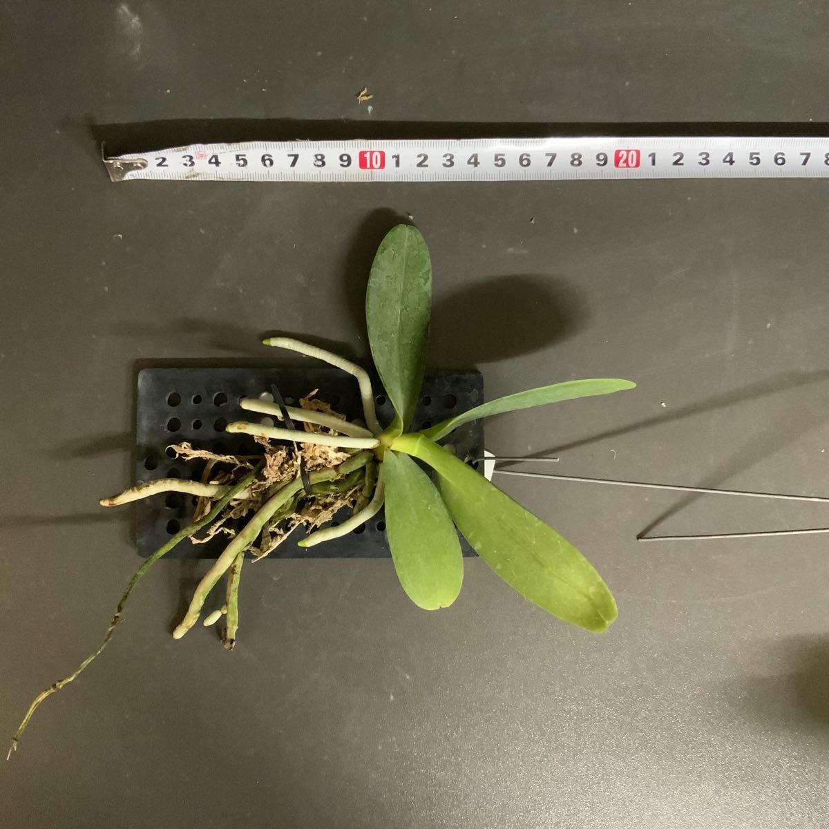 japonica Sedirea - Phalaenopsis Orchid Alliance: (Sedirea) | Andy's Orchids' care Travaldo's culture Complete blog Beginners.