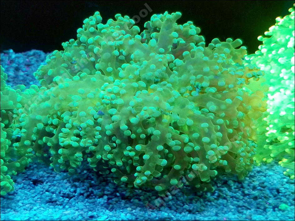 最大71 Offクーポン ウチウラタコアシサンゴ スーパーホワイト 77 Fkip Upy Ac Id